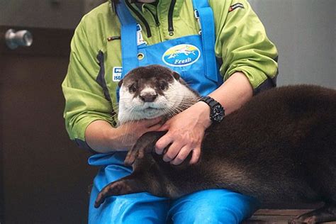 river otter next to human