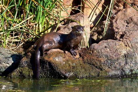 river otters in northern california