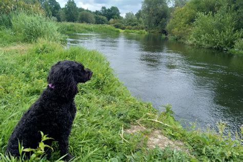 river walks near me for dogs