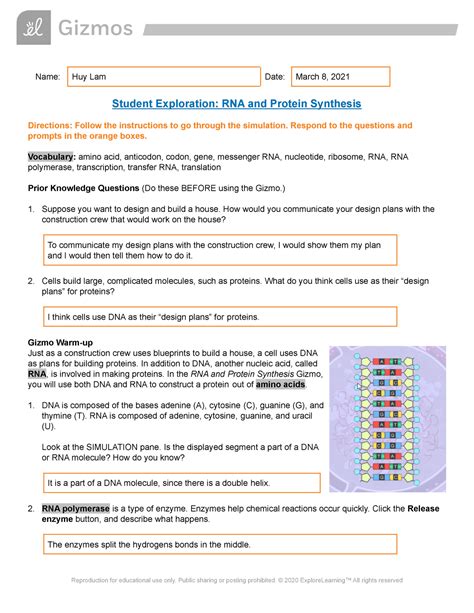 Understanding Rna And Protein Synthesis Gizmo Answer Key Quizlet