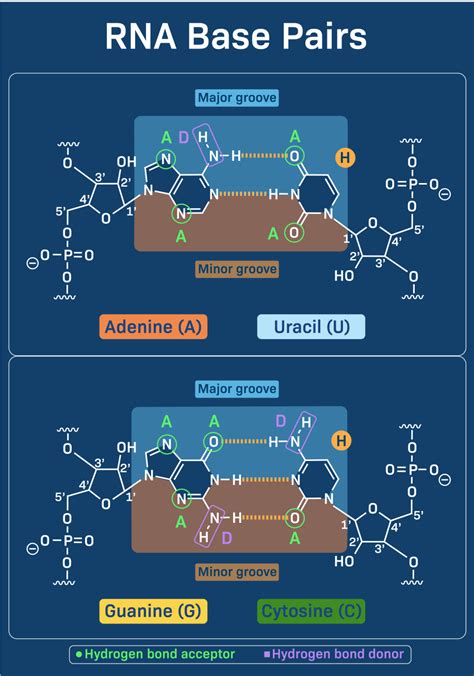 Rna Base Pairing Explain