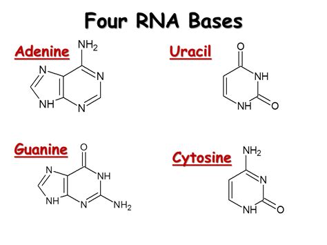 Rna Bases Names