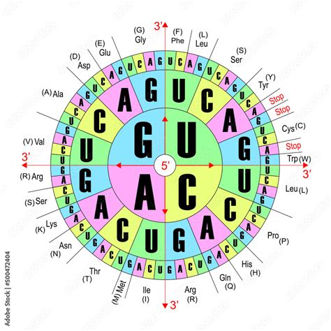 Rna Circle Chart