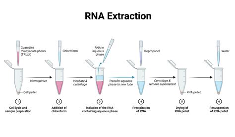 Rna Extraction Methods Protocol