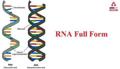 rna full form in automative