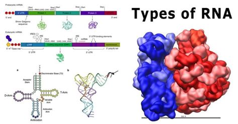 Rna Function In A Cell