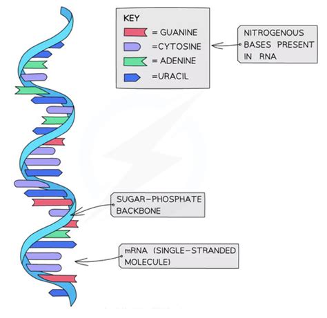 Rna Function Quizlet