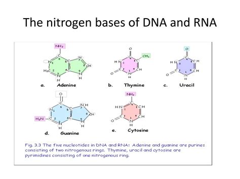 Rna Nitrogen Bases