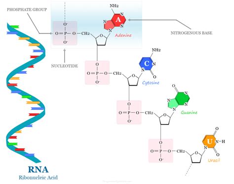 Rna Nucleotide Bases