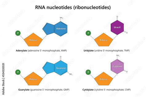 Rna Nucleotides Examples