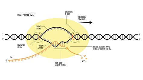 Rna Polymerase Enzyme Function