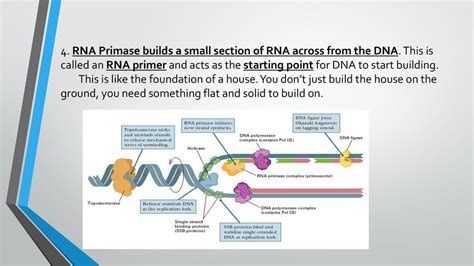 Rna Primase Function Quizlet