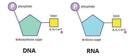 rna structure a level biology