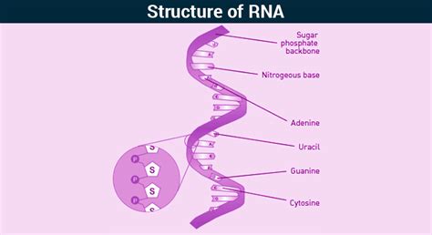 Rna Structure And Function Byju's