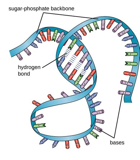Rna Structure And Function Notes