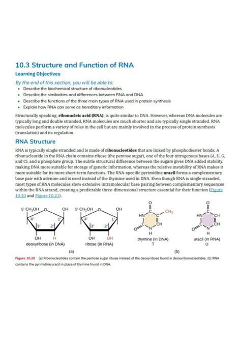 Rna Structure And Function Pdf