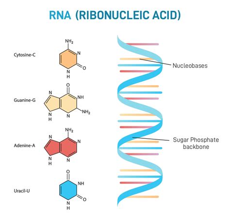 Rna Structure Labeled