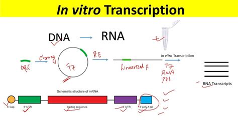 rna synthesis in vitro