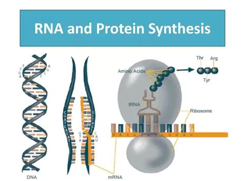 rna synthesis ppt