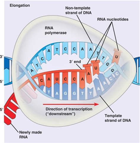 rna transcription diagram
