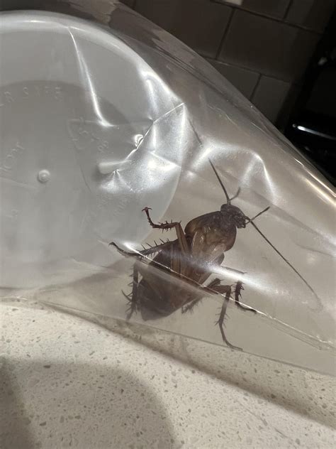 Roach Infestation Apartment Reddit