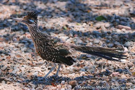 roadrunner albuquerque