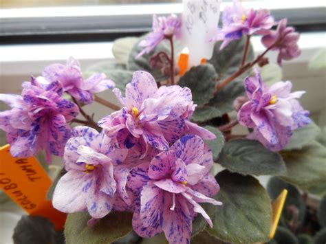 rob's dust storm african violet