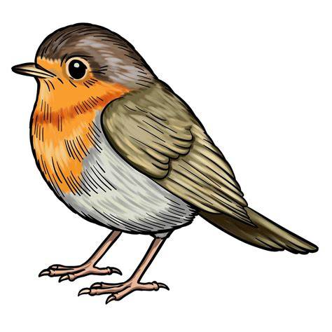 Red Robin Bird Drawing at GetDrawings Free download