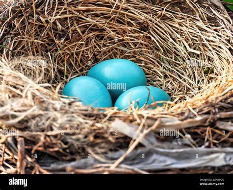 Robin Left Eggs In Nest