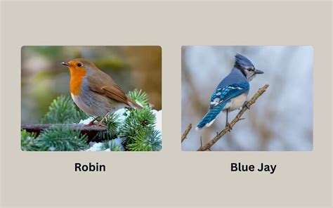 Discover 5 Insights robin vs blue jay Key Bird Insights