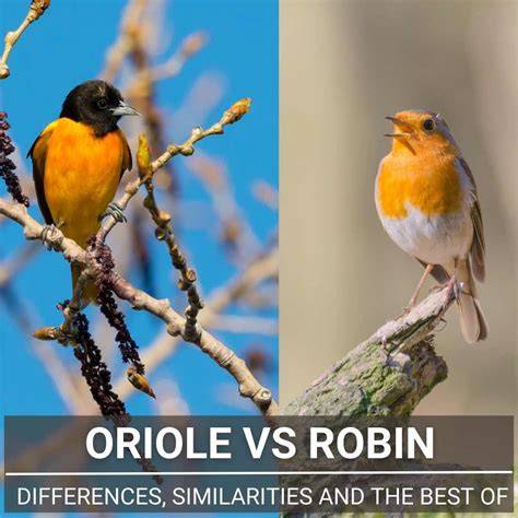 Discover 8 Insights robin vs oriole Their Secrets Revealed Bird Showdown