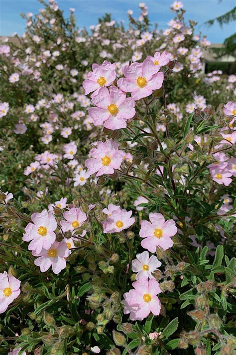 Rock&Rose: Unveiling Nature's Dual Beauty