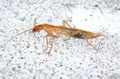 rock insects