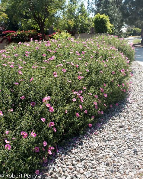Rock Rose: Hidden Medicinal Secrets Revealed