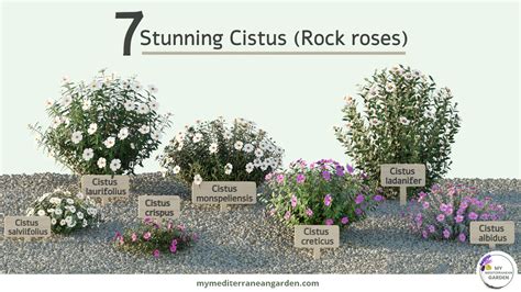 Discover the Hidden Beauty of Rock Roses: Nature's Perfect Bloom