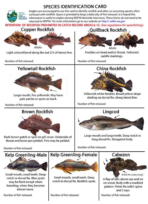 Rockfish Chart