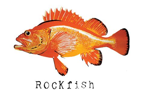 Rockfish Fish Print
