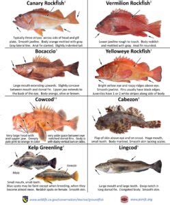 Rockfish Limits California