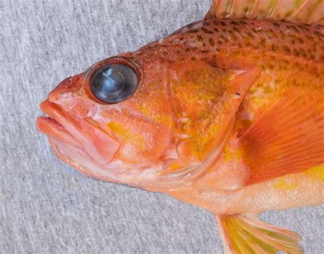 Rockfish Macros