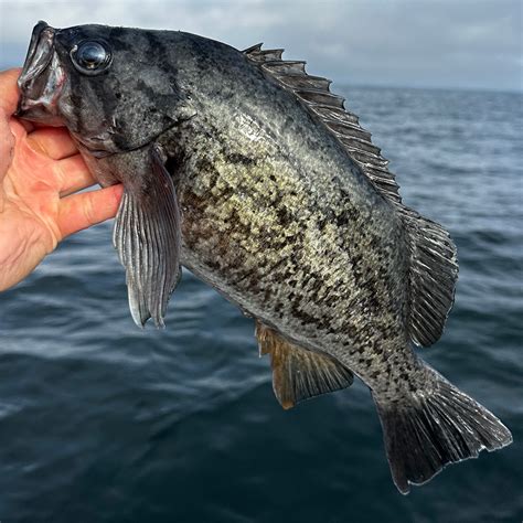 Rockfish Special Adaptations