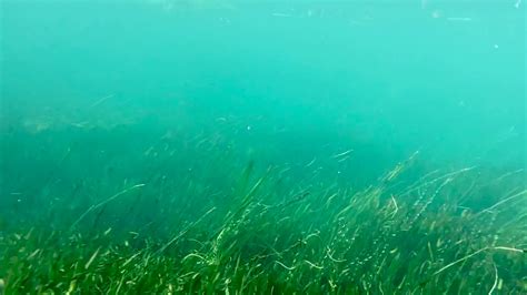 Rockstar Eelgrass