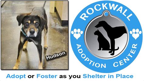 Rockwall Troop 5298 visits animal shelter Blue Ribbon News