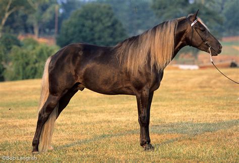 rocky mountain breed horse