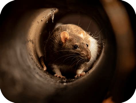 Rodent Control Boise