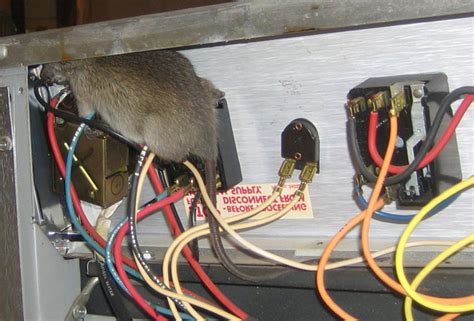 rodents chewed electrical wires in car