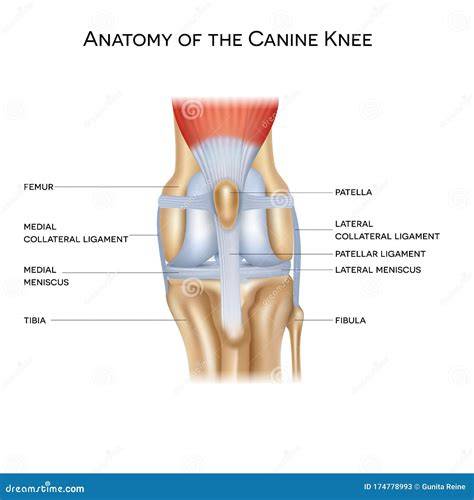UWY Modelo de articulación de Rodilla de Perro Modelo de Esqueleto