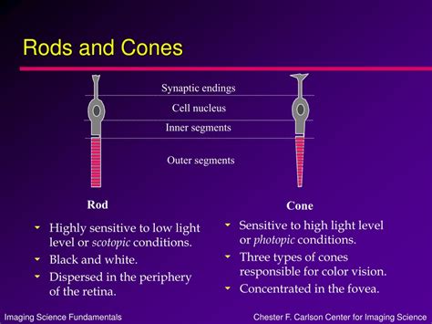 Rods And Cones Visor