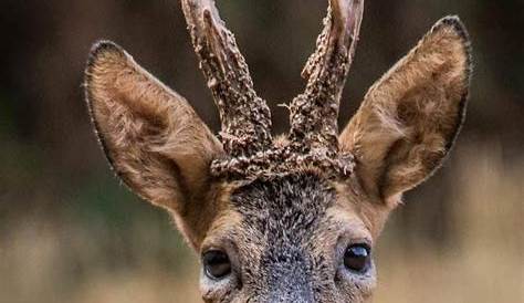 A Close-up of the Head of a Roe Deer Male. Stock Image - Image of green