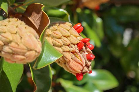Unveiling the Mysteries of Rogueos Magnolia: Nature's Wondrous Secret