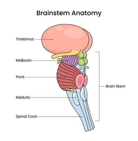 Role Of Brainstem